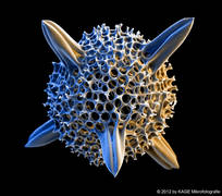 3D-Rasterelektronen-Mikroskop-Aufnahme des Skeletts einer Radiolarie